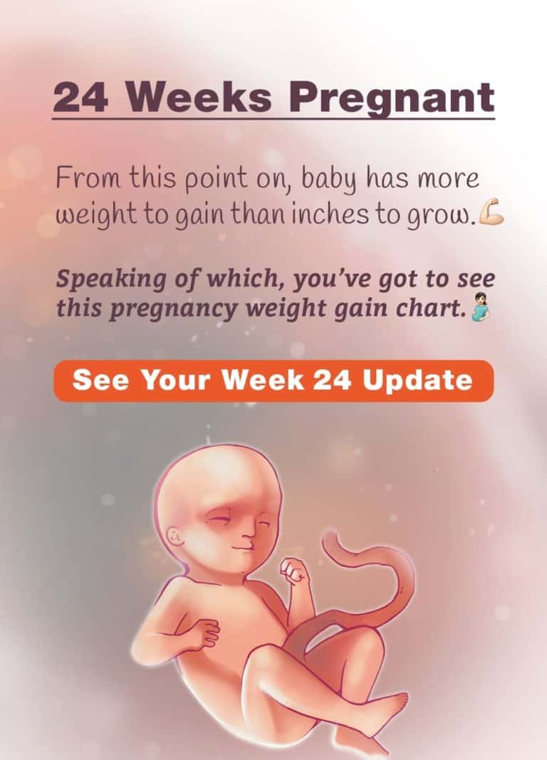 Development Of Baby From 24 Weeks