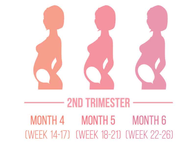 Second Trimester of Pregnancy Trimester Weeks: What to Expect?